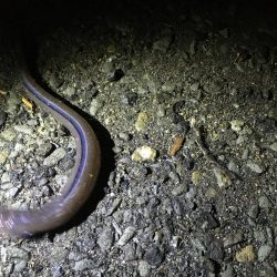 アナゴとコウイカ